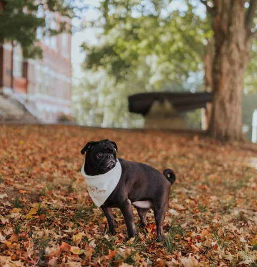 pug wearing a wedding i do too bandana