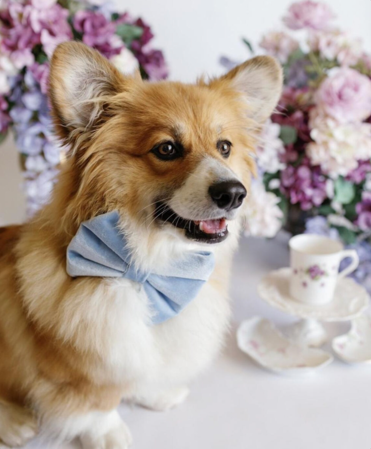 Dog wearing a blue bow tie with floral decorations and teacups in the background