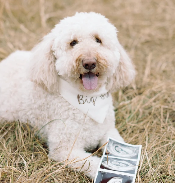 White dog lying on grass with a big sis dog bandana