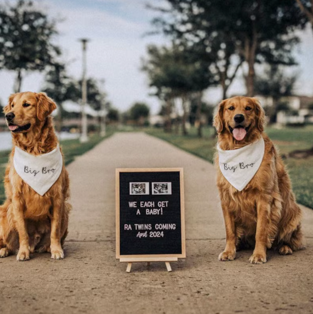 Two golden dogs wearing big bro dog bandana sitting on a path with a sign between them, outdoors.