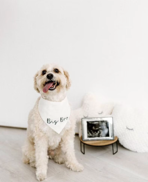 Dog wearing a bandana with 'Big Bro' text, sitting next to a framed ultrasound photo on a light wooden floor.