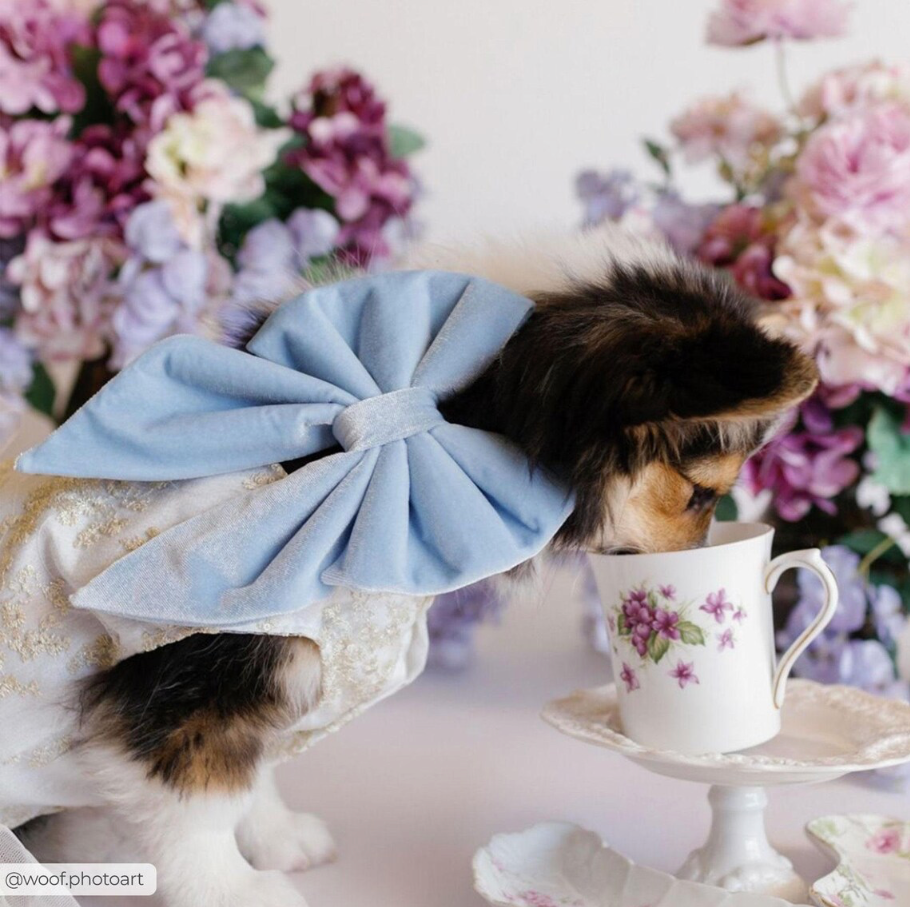 Dog wearing a blue bow with a floral teacup and saucer against a floral background