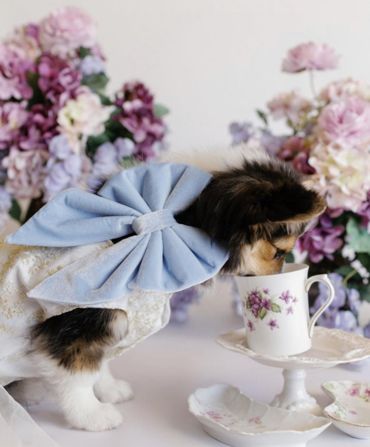 Dog in a dress with a large blue bow standing next to a teacup and saucer with floral decorations, surrounded by flowers.