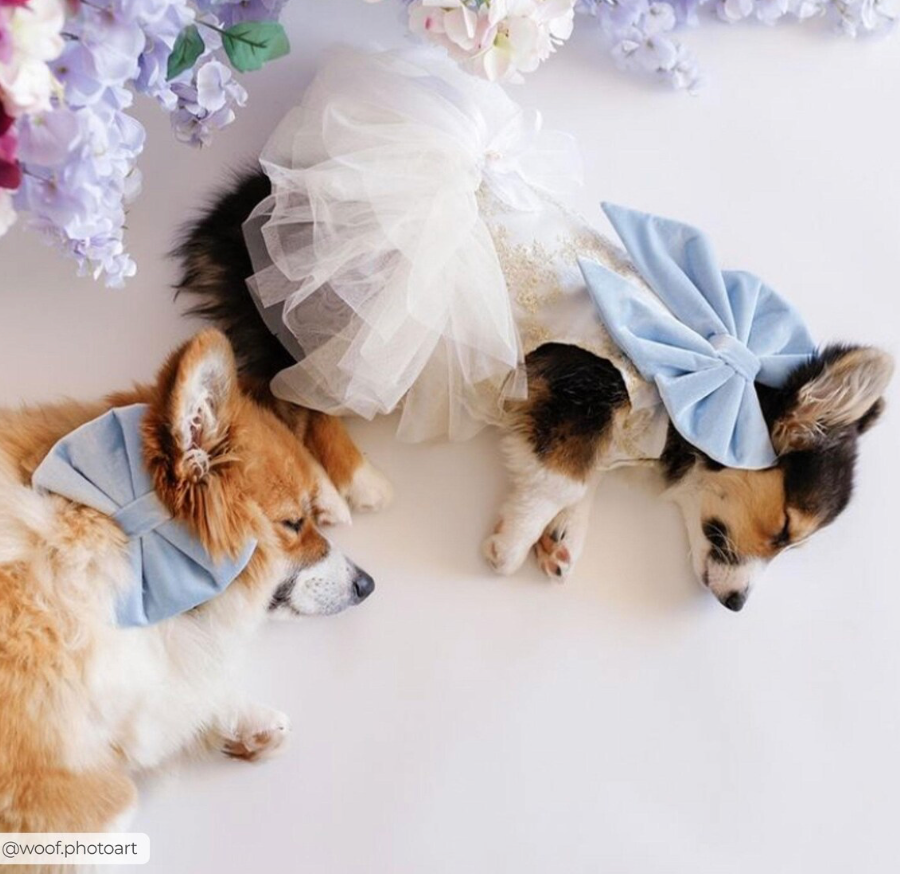 Two dogs wearing blue bows on a white background with floral decorations.