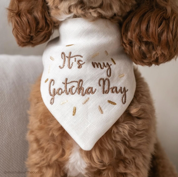 Brown dog wearing a white bandana with 'It's my gotcha day' text on a neutral background