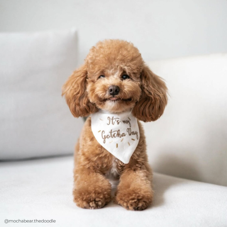 Brown poodle wearing a 'It's my Gotcha Day' bandana on a white couch