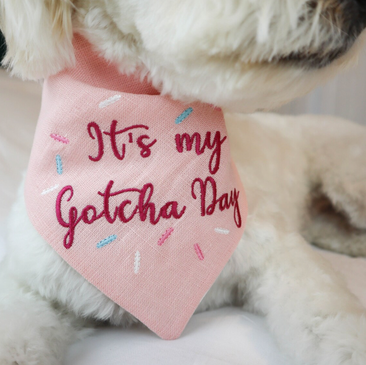Pink bandana with 'It's my gotcha day' text on a white dog.