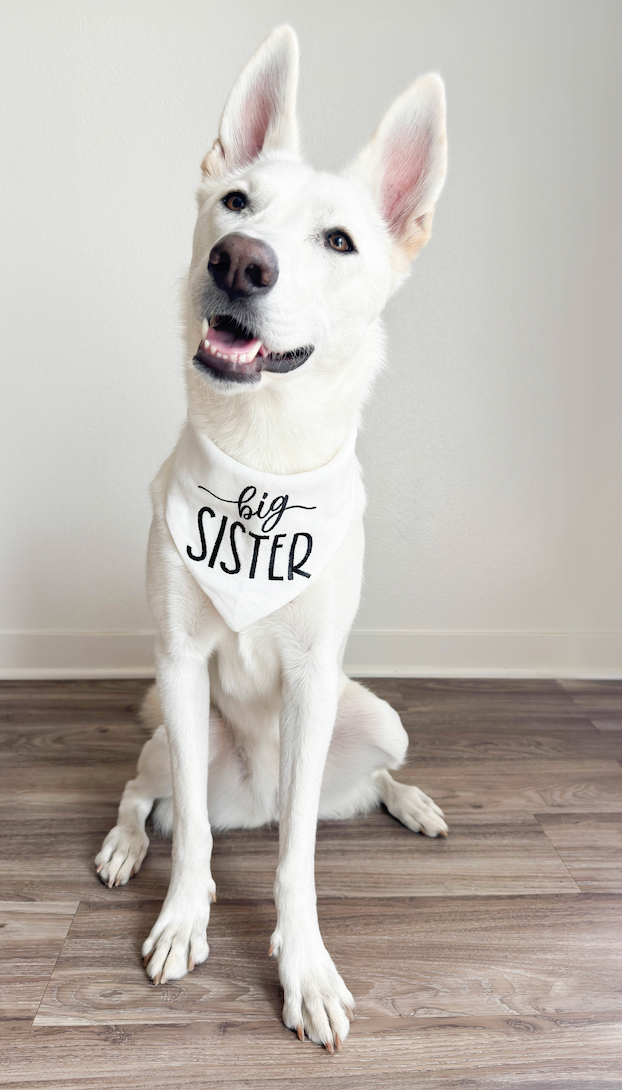 White dog wearing a 'big sister' bandana on a wooden floor with a white background