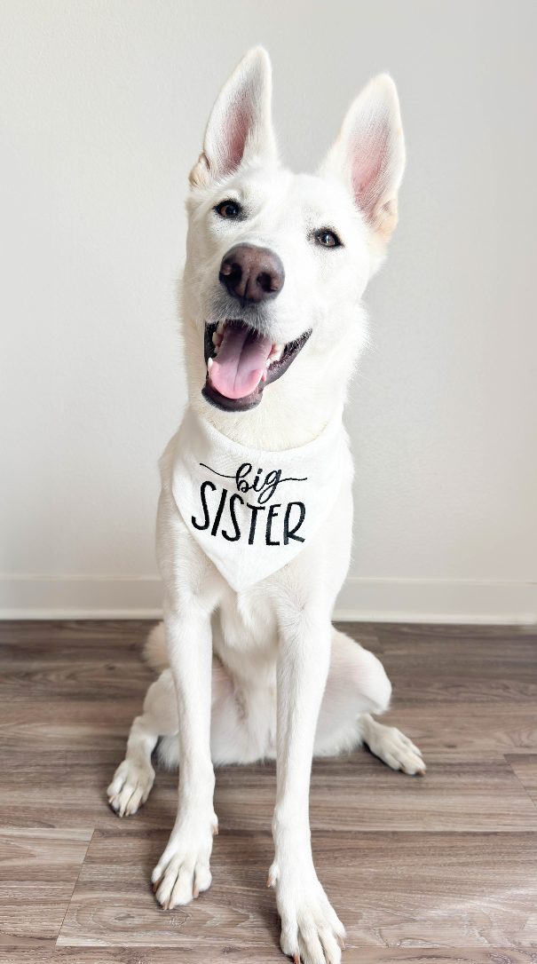 White dog wearing a 'big sister' dog bandana sitting on a wooden floor.