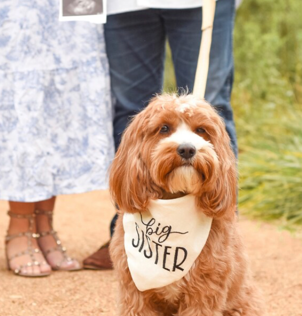 Dog wearing a 'Big Sister' bandana with people in the background
