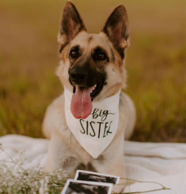 Dog wearing a 'big sister' bandana in a grassy field