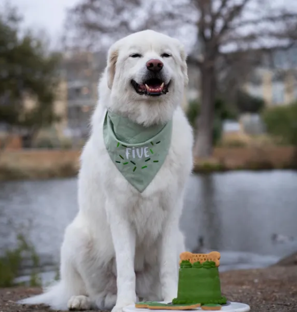 White dog wearing a green bandana with 'FIVE' on it, sitting outdoors near a body of water.