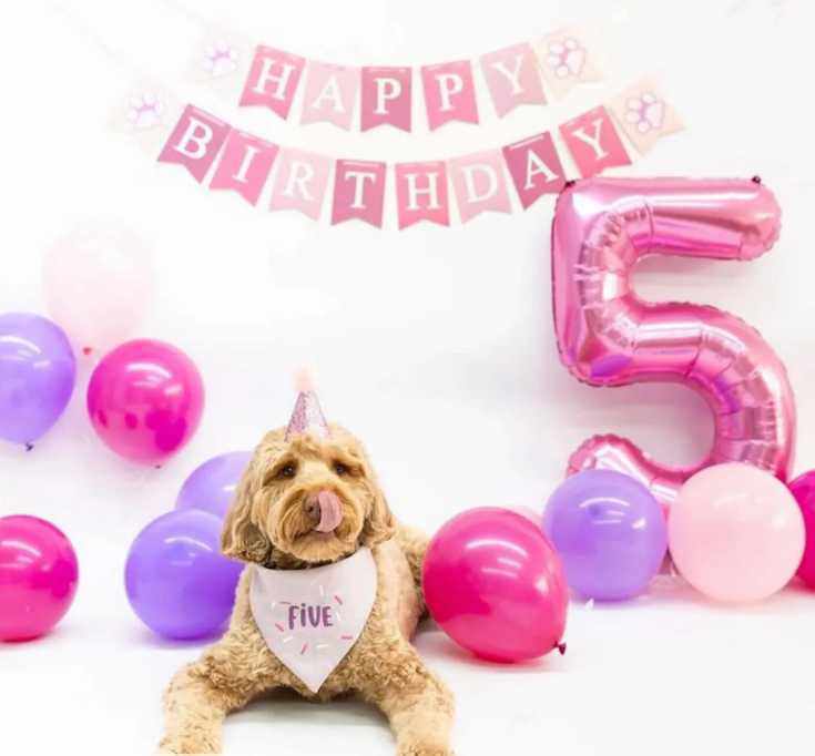 Dog celebrating a birthday with balloons and a 'Happy Birthday' banner.