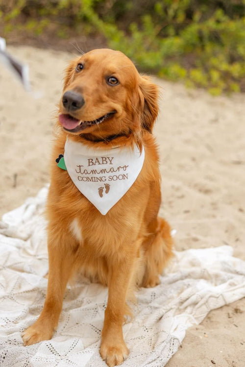 Dog wearing a 'Baby Coming Soon' bandana on a sandy background