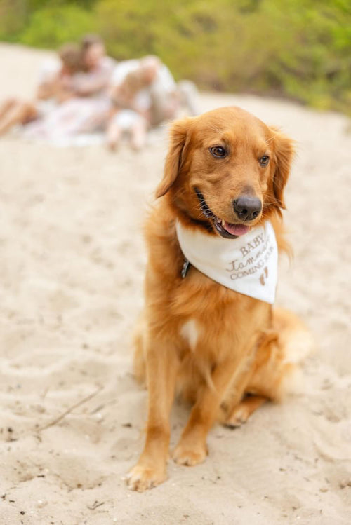 Dog sitting on a sandy beach with a bandana, people in the background.