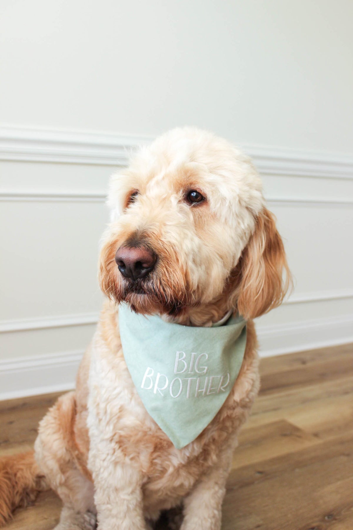 Dog wearing a 'Big Brother' bandana sitting on a wooden floor.