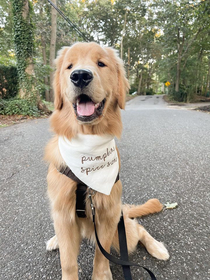 Happy golden retriever wearing a 'Pumpkin Spice season' bandana on a road with trees in the background.