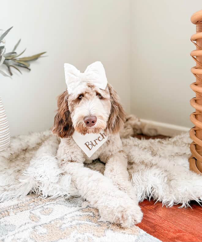 Dog wearing a white bow and bandana with 'Birch' text on a fluffy rug.