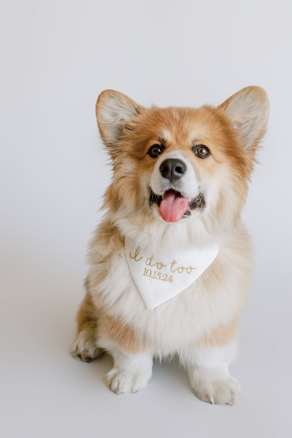 Corgi wearing a bandana with text on a white background