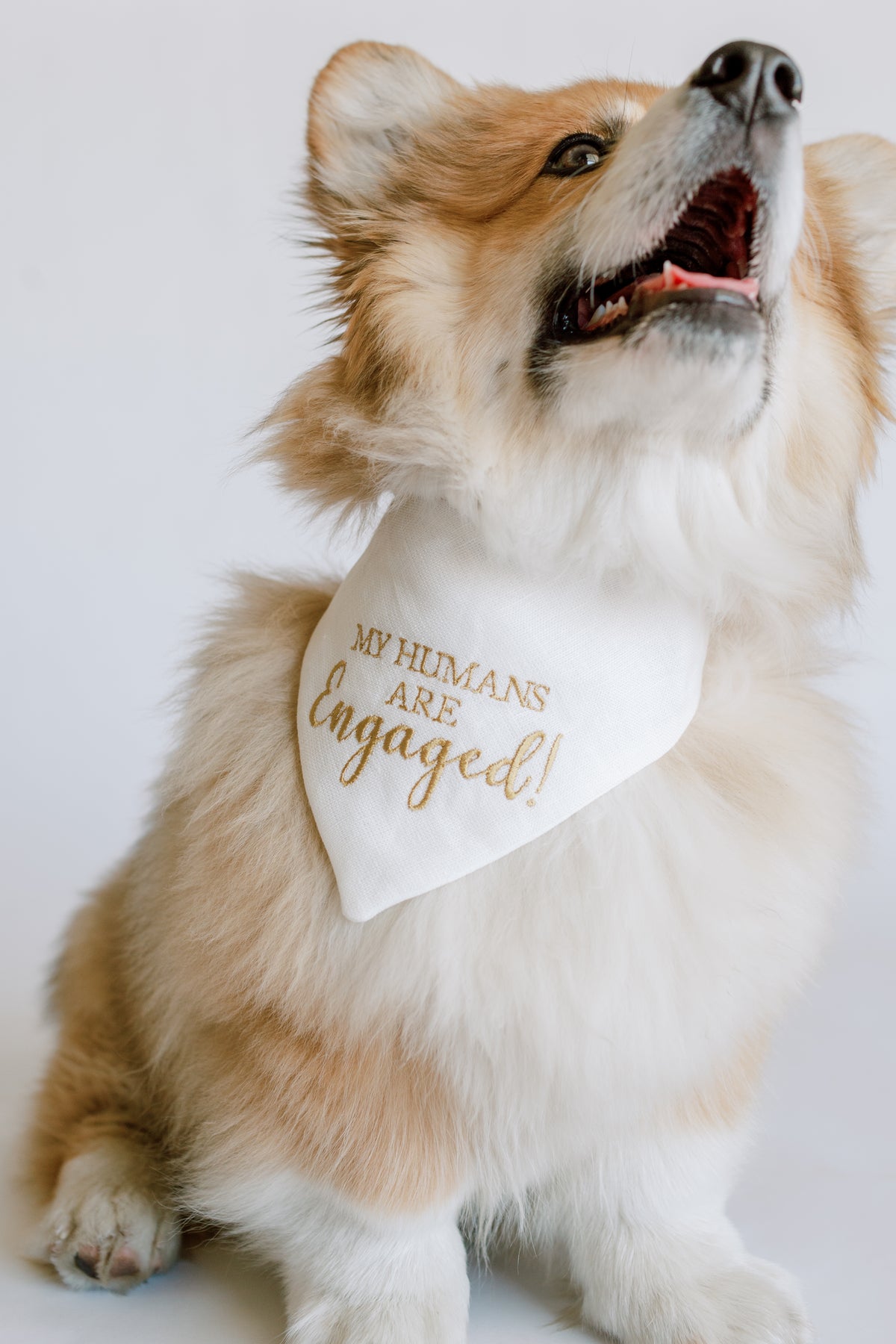 Dog wearing a bandana with 'My Humans Are Engaged!' text on a white background