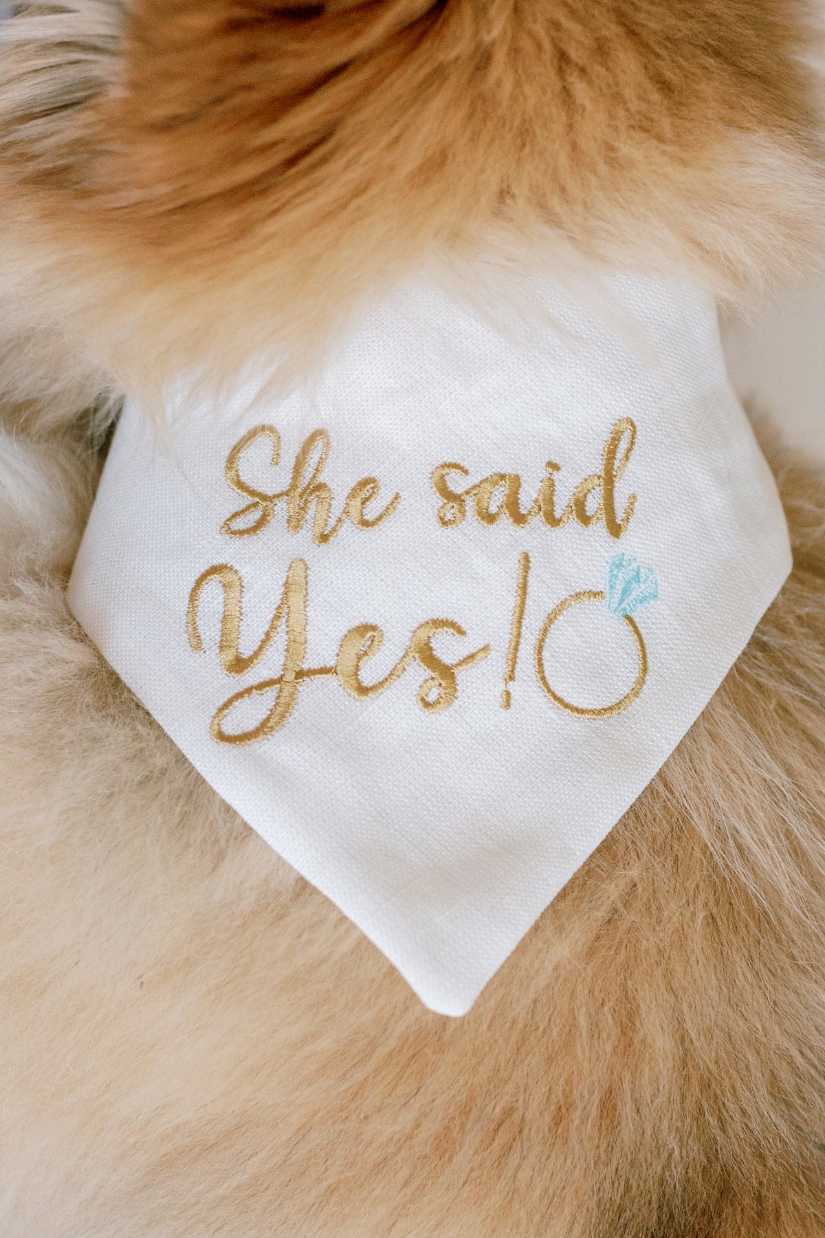 White bandana with 'She said Yes!' embroidery on a dog's fur.
