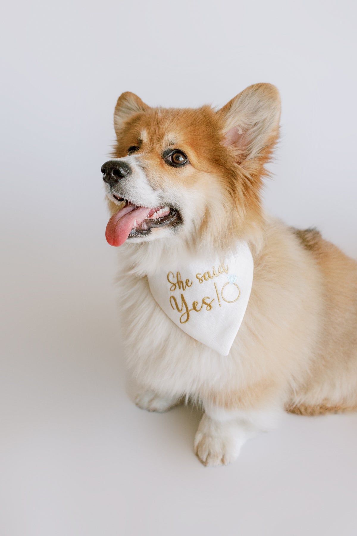 Corgi wearing a bandana with 'She said Yes!' text on a white background