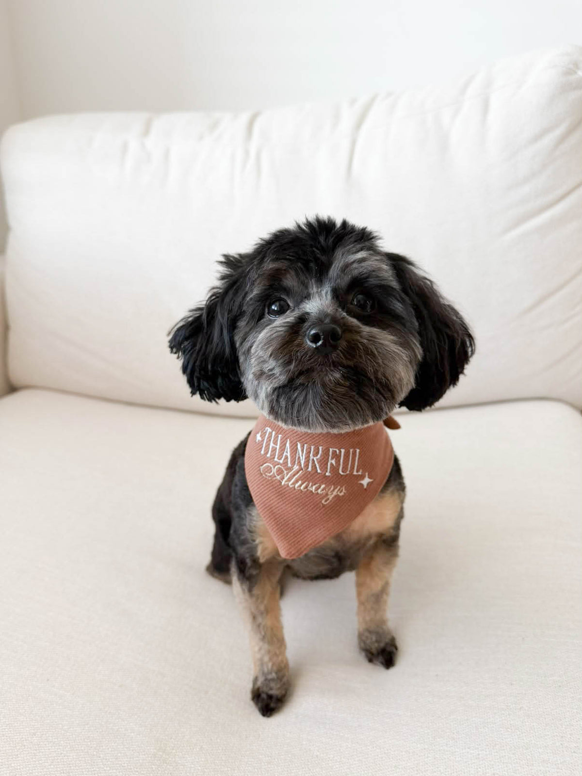Thankful Always Embroidered Dog Bandana - Canoodle Company