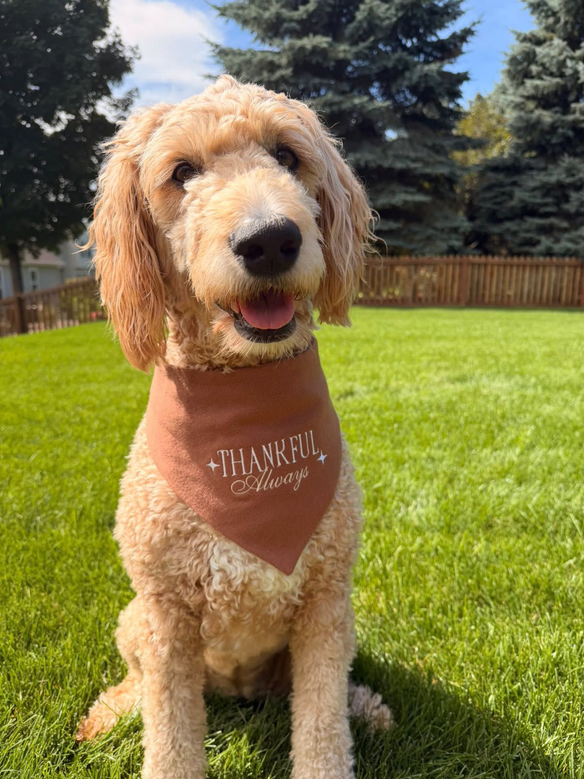 Thankful Always Embroidered Dog Bandana - Canoodle Company