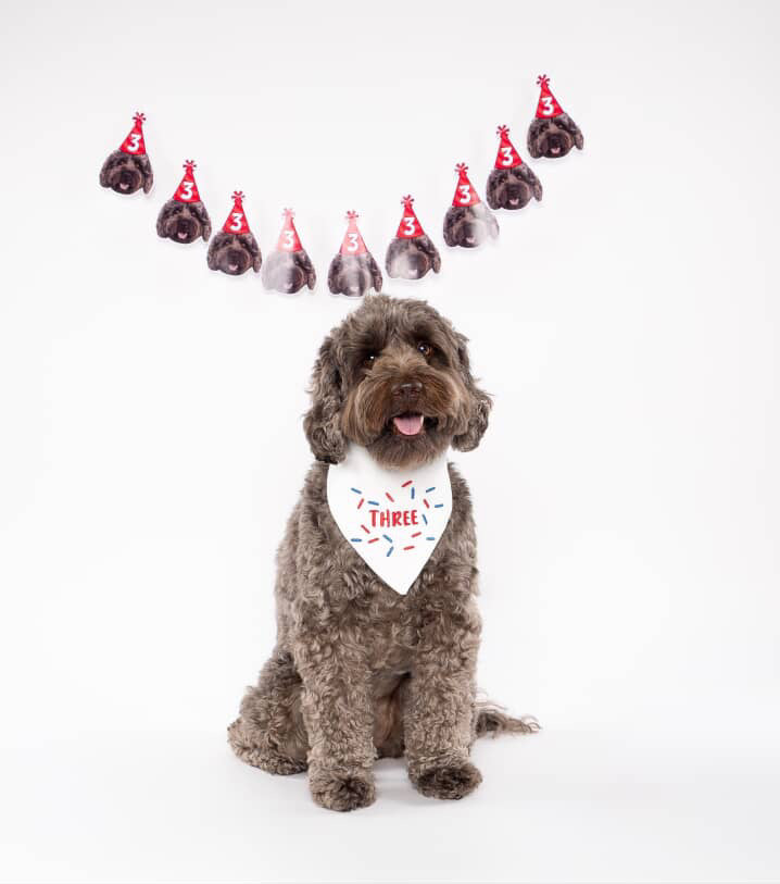 Dog wearing a 'THREE' bandana with birthday hats floating above on a white background