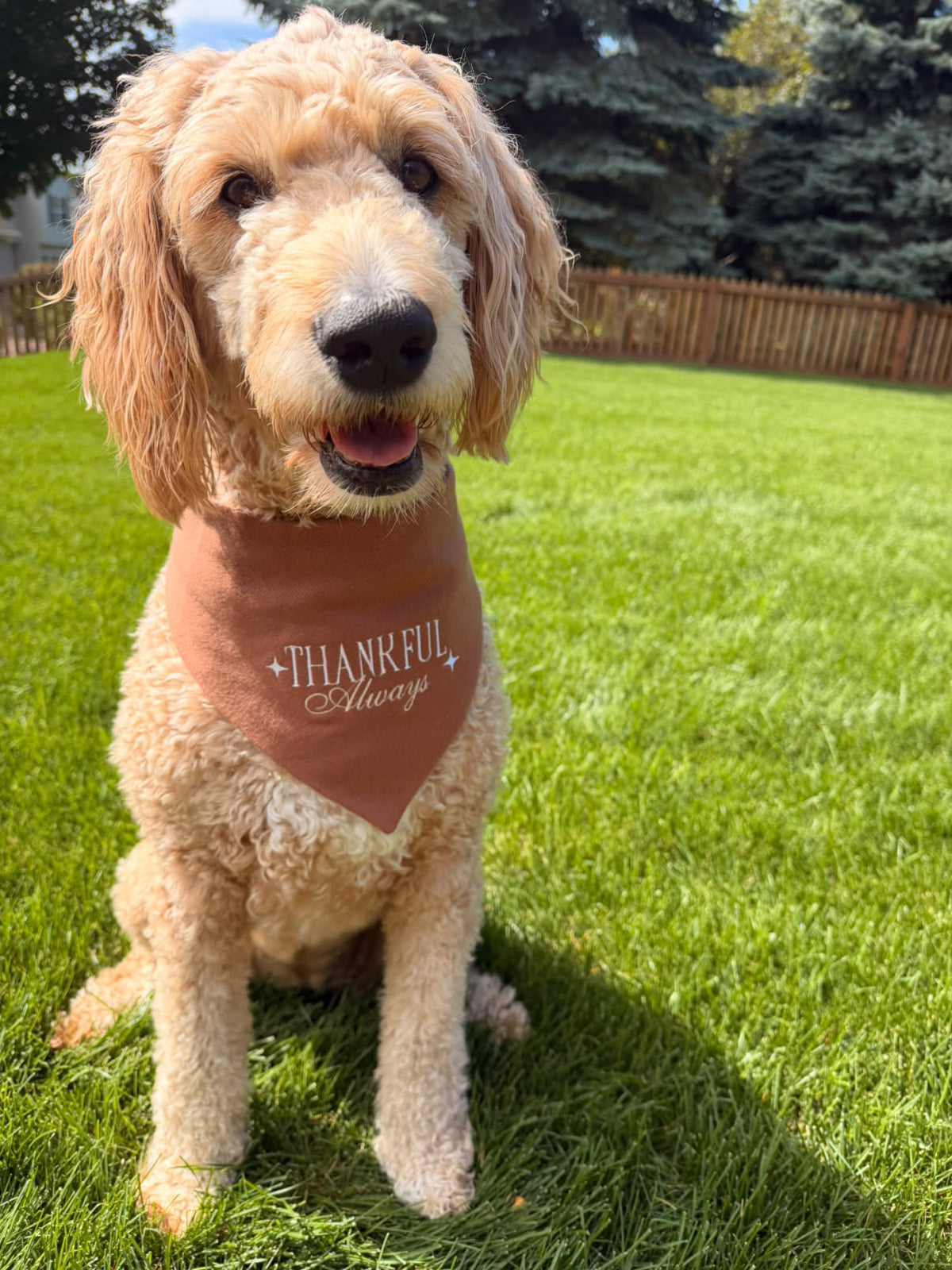 Thankful Always Embroidered Dog Bandana - Canoodle Company