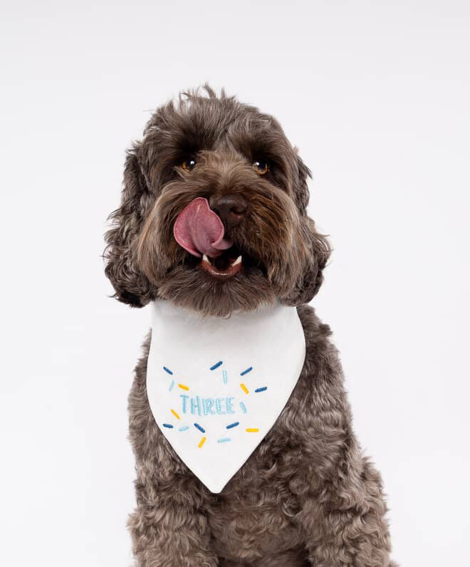 Dog wearing a white birthday bandana with colorful sprinkles on a light gray background