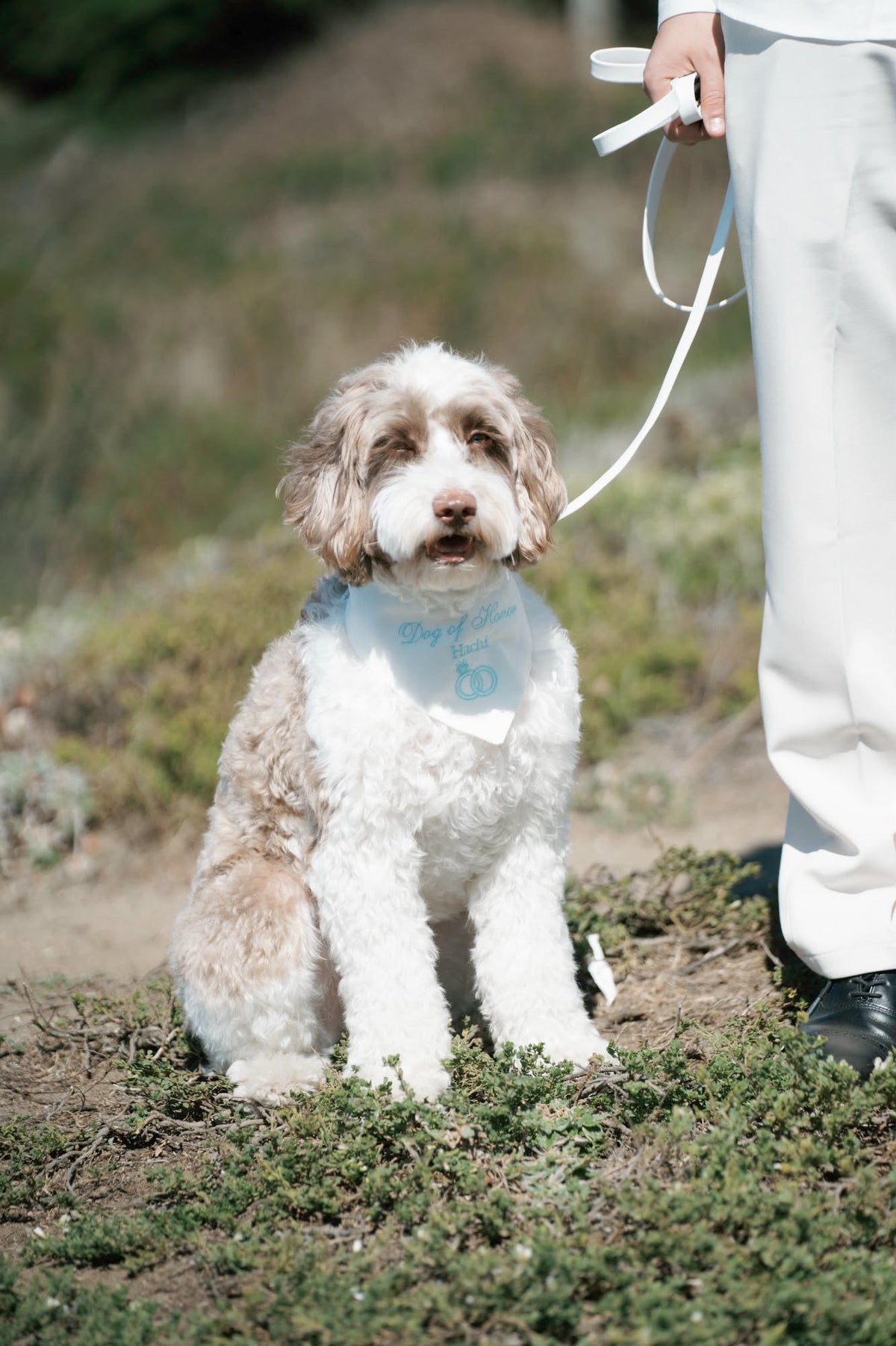 Wedding Title Custom Embroidered Dog Bandana | CUSTOM COLORS