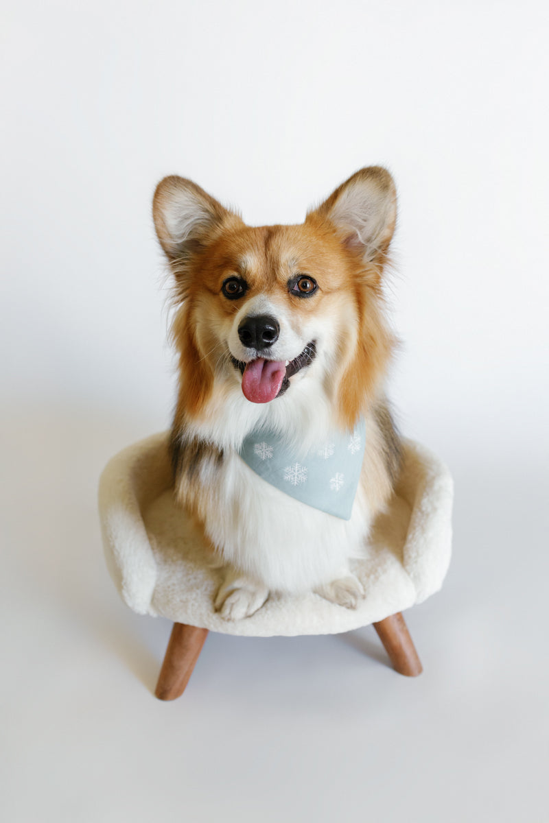 Corgi dog wearing a blue bandana sitting on a small chair against a white background