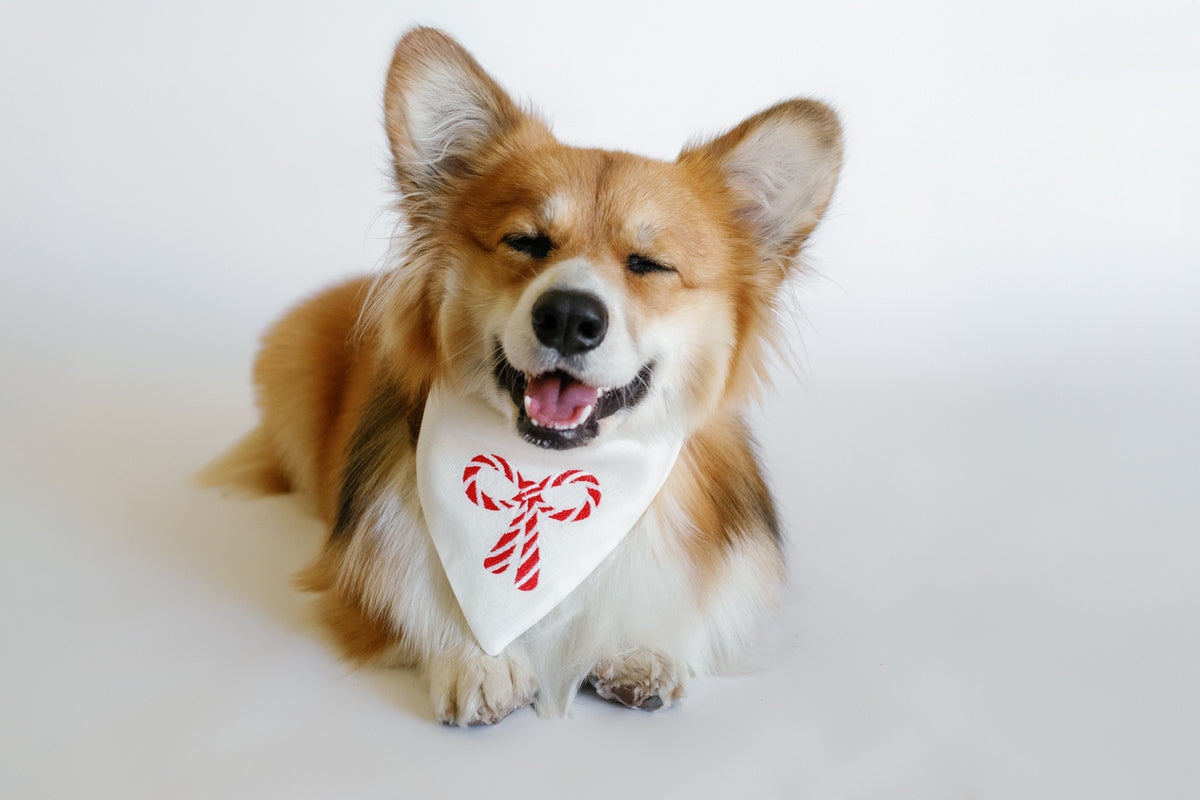 Dog wearing a bandana with a candy cane design on a white background