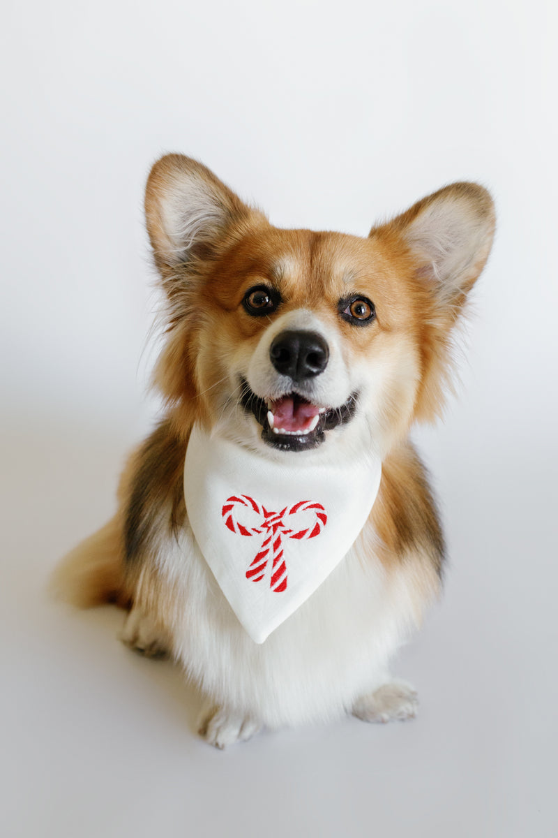 Dog wearing a white bandana with a red candy cane design on a light gray background