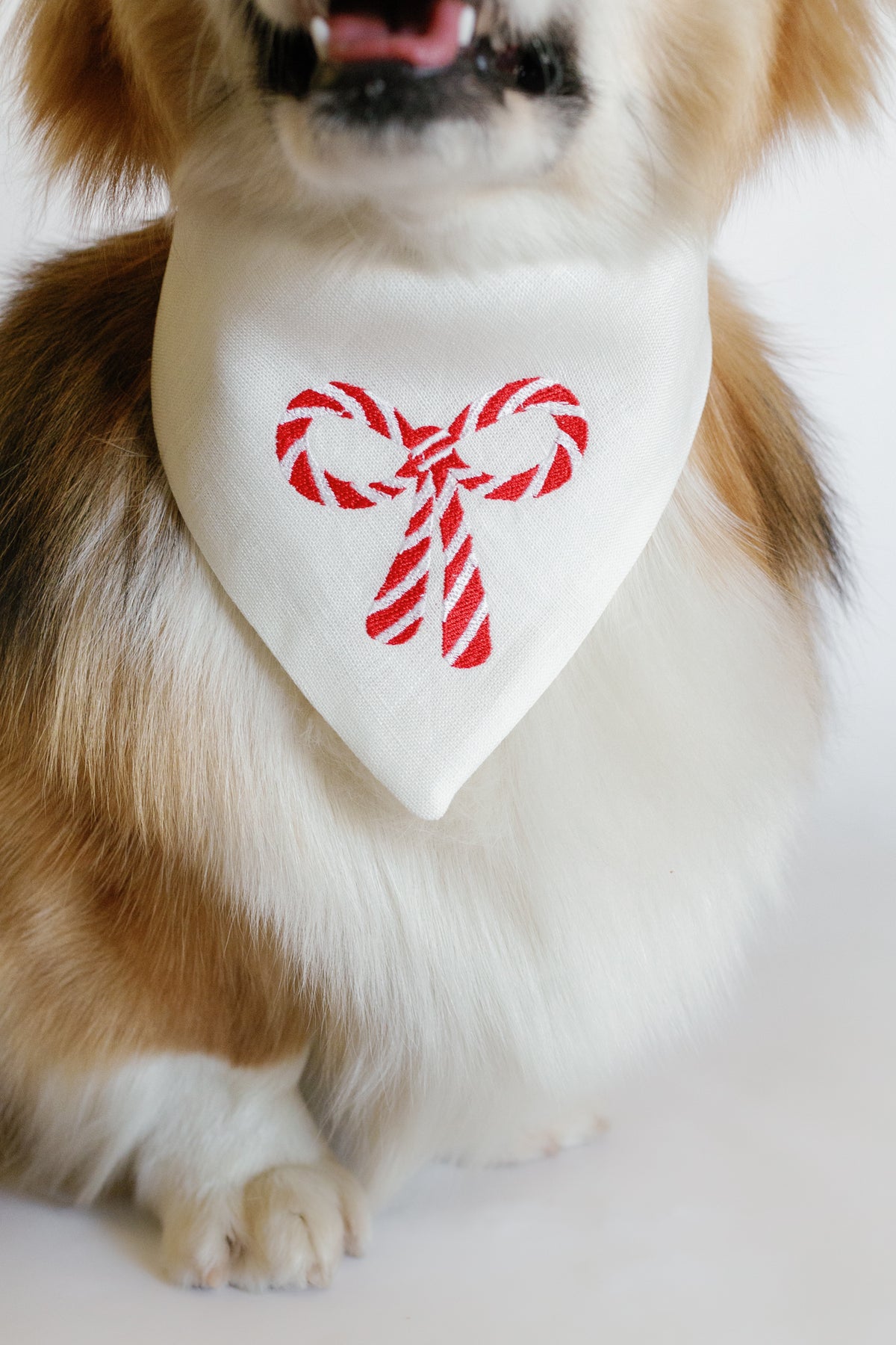 Dog wearing a white bandana with a red candy cane design on a light background