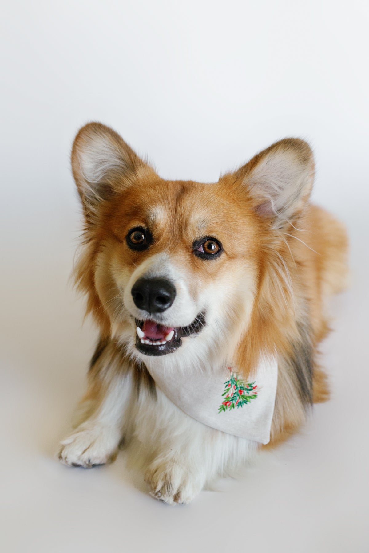 Corgi dog wearing a bandana with a floral design on a white background