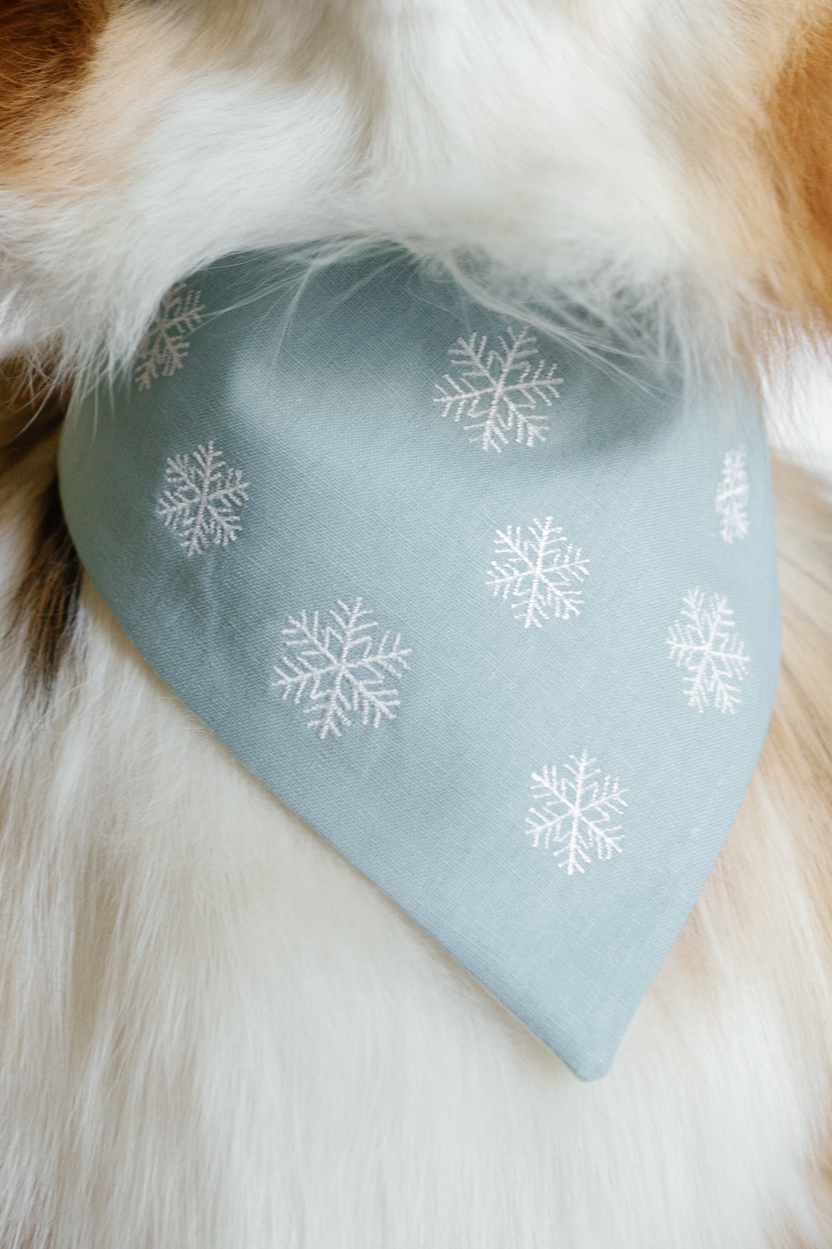 Dog wearing a light blue bandana with snowflake patterns on a fluffy white and brown fur background