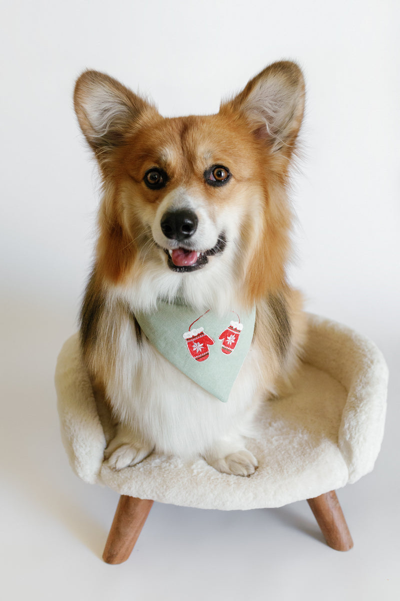 Dog wearing a bandana sitting on a small chair against a white background