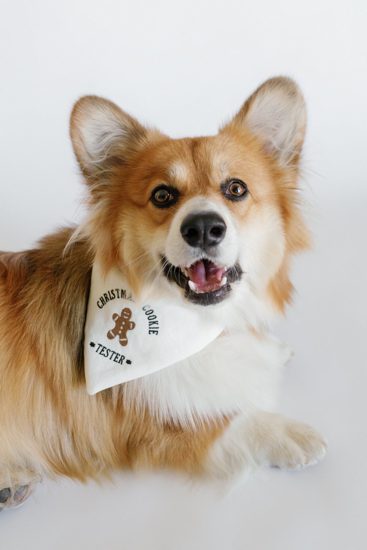 Dog wearing a bandana with text on a white background