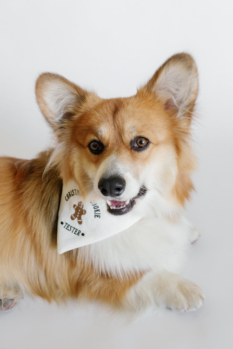 Corgi wearing a bandana with text on a white background