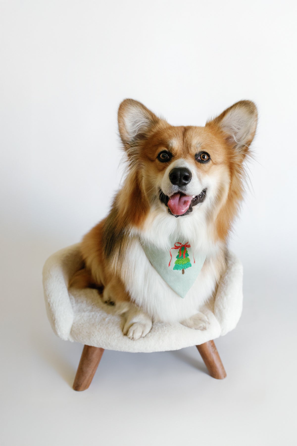 Dog sitting on a small chair with a white background