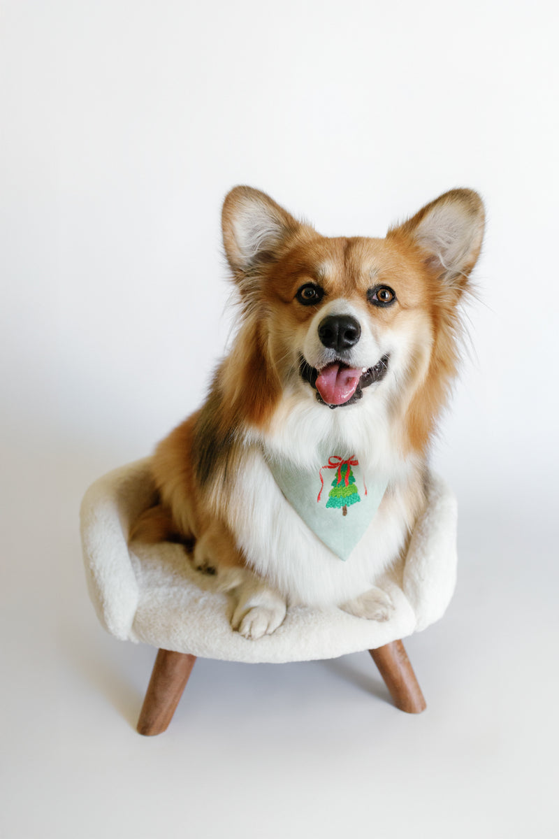 Dog sitting on a small chair with a white background
