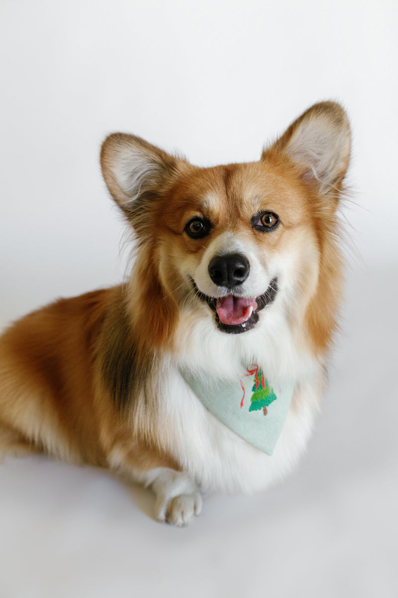 Dog wearing a bandana with a Christmas design on a white background