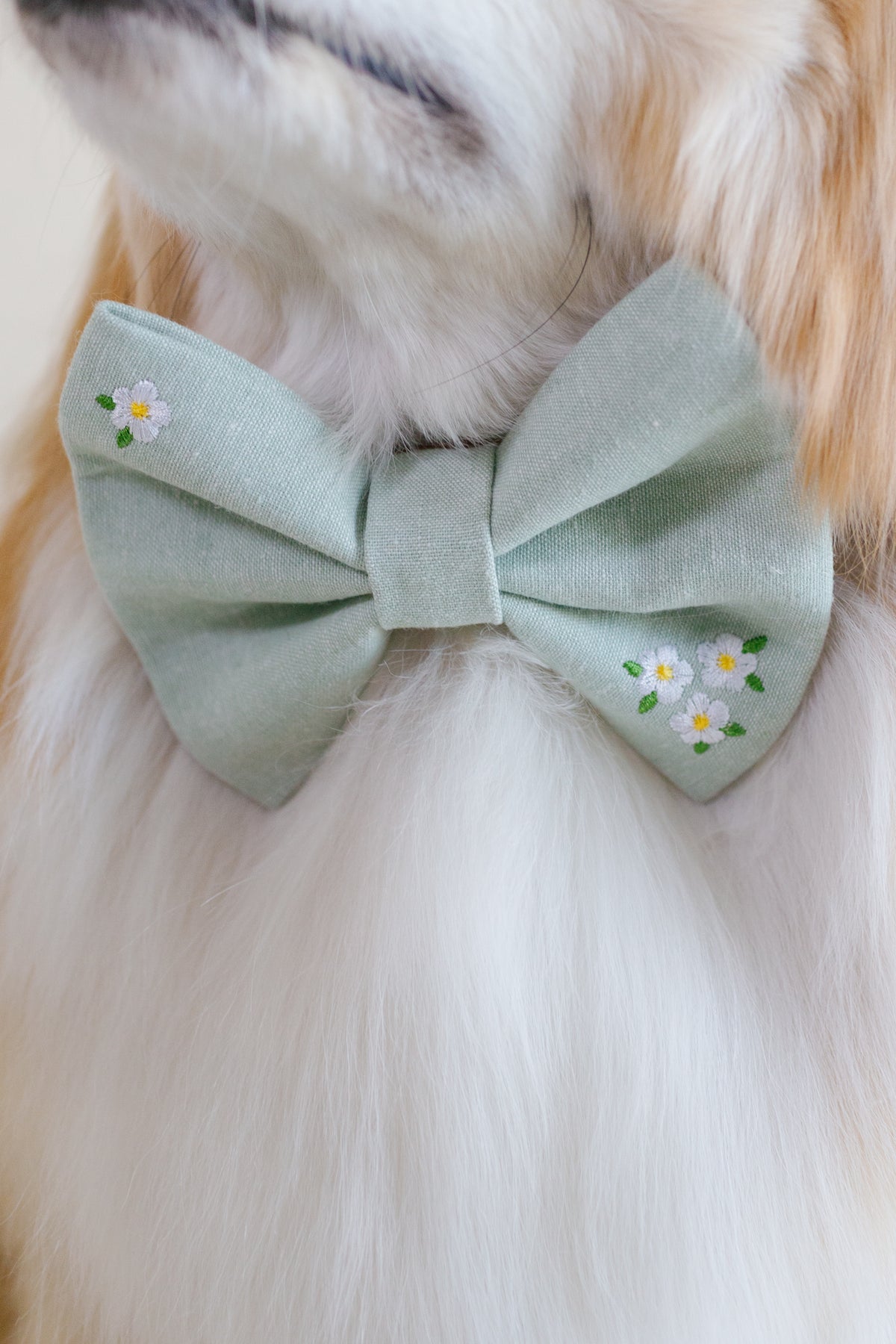 Spring Embroidered Bowtie for Dog Collar - Canoodle Company
