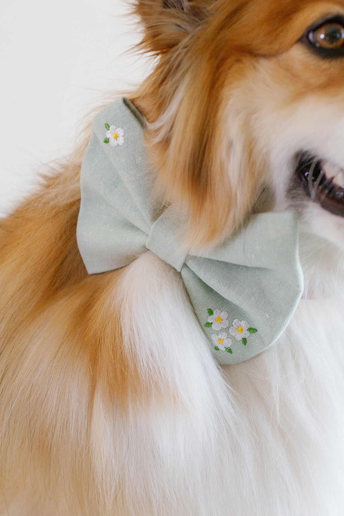 Spring Embroidered Bowtie for Dog Collar - Canoodle Company