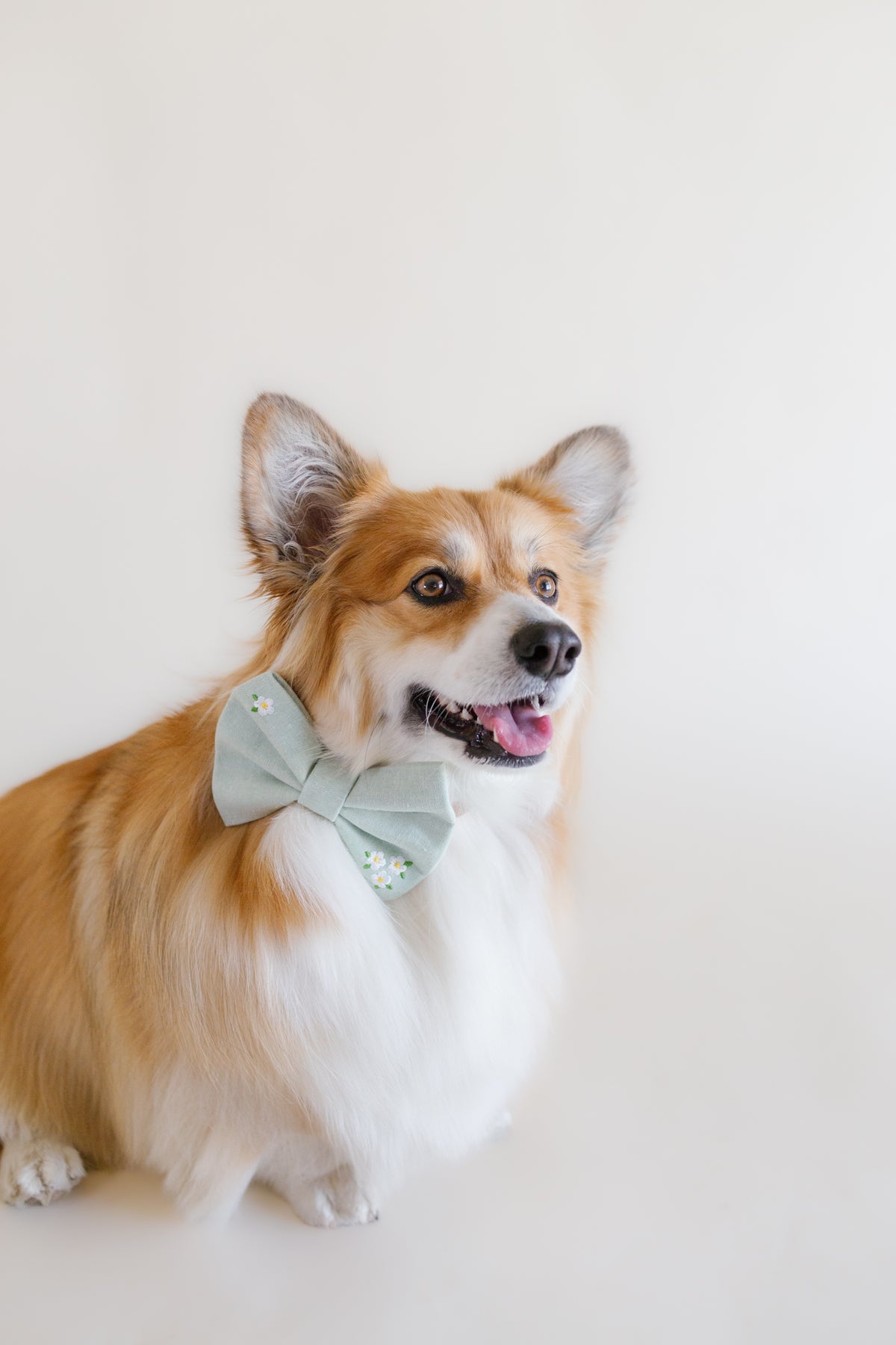 Spring Embroidered Bowtie for Dog Collar - Canoodle Company