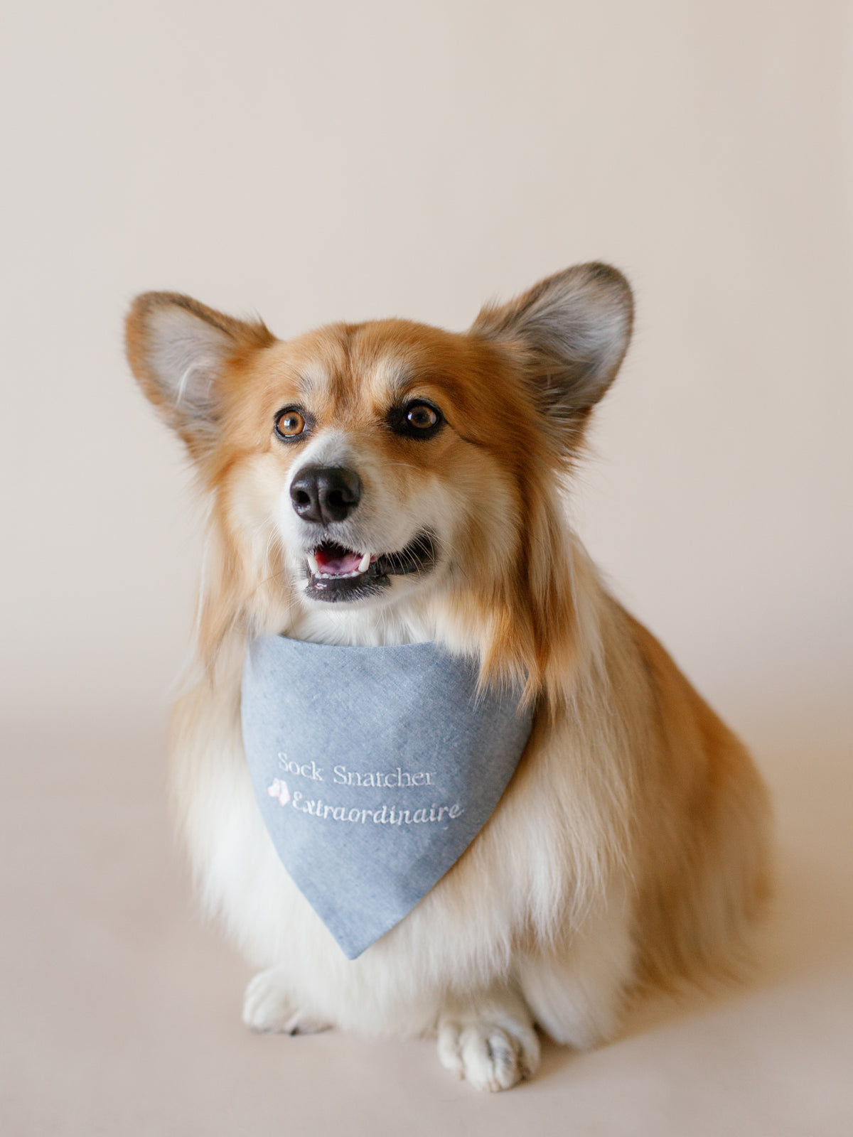 Sock Snatcher Extraordinaire Embroidered Dog Bandana - Canoodle Company