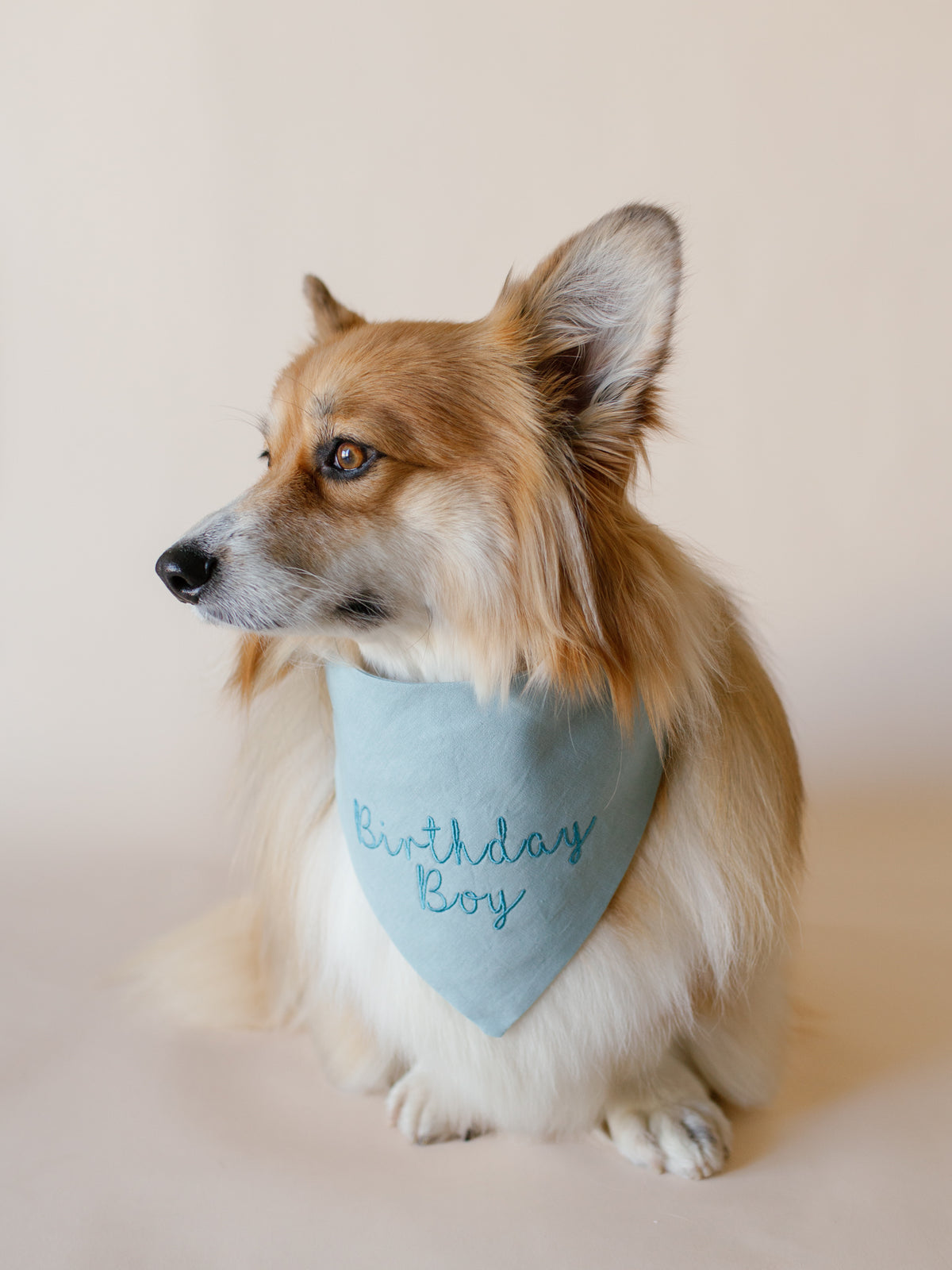 Birthday Boy Embroidered Dog Bandana | CUSTOM COLORS - Canoodle Company