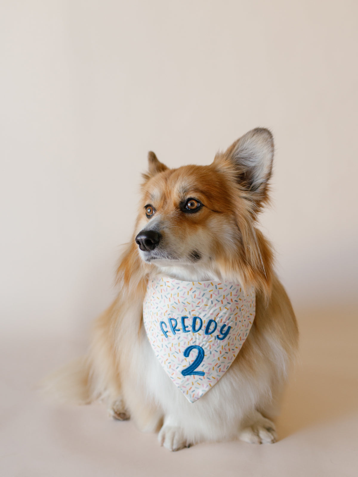 Birthday Name & Number Embroidered Dog Bandana | CUSTOM COLORS - Canoodle Company